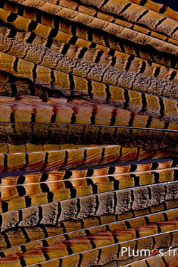 Faisan de Colchide cranté - 35-45 cm - naturel